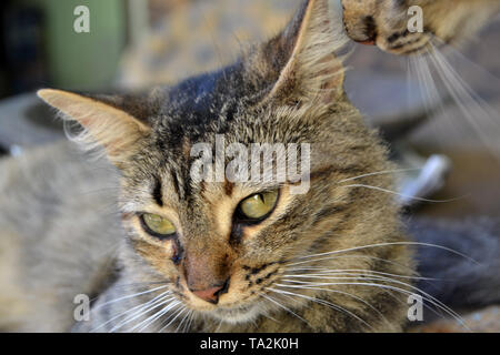 cute three-colored cat Stock Photo
