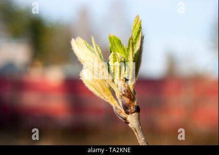 The first young fresh spring leaves on a tree branch are sticky, they smell bitter with resin. Stock Photo