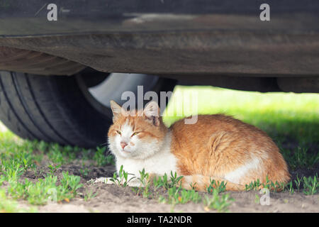 Beautiful orange tabby cat sleeping on ground under car on summer day. Danger of being hit by car at start Stock Photo