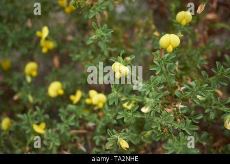 Ononis natrix with yellow flower Stock Photo