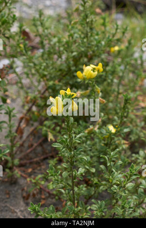 Ononis natrix with yellow flower Stock Photo