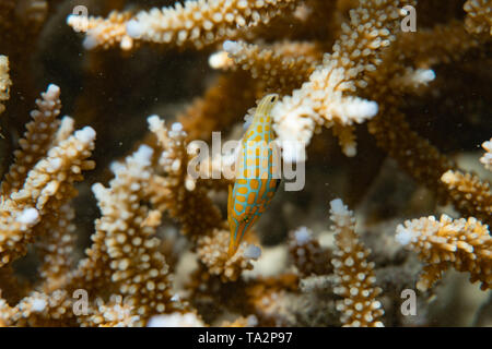 The orange spotted filefish (Oxymonacanthus longirostris) feeding on some Acropora corals. Stock Photo