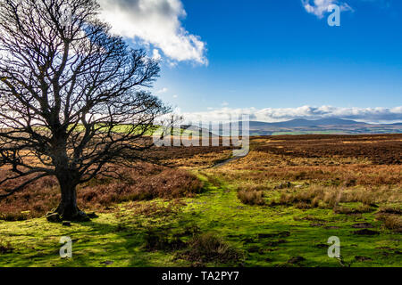 View to the Cheviot Hills from Blawearie on Bewick Moor, Old Bewick, Northumberland, UK. November 2018. Stock Photo