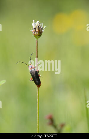 Soldier beetle (Cantharis rustica) on a plant stem during May, UK Stock Photo