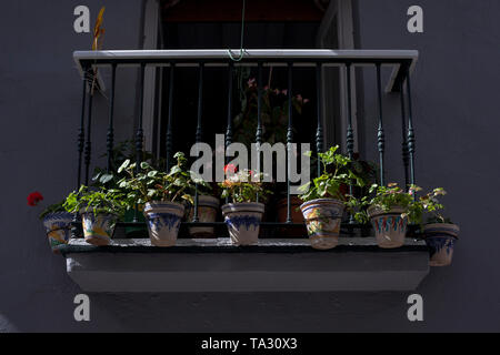 Geraniums hanging from balcony in Cadiz, Spain, Europe Stock Photo