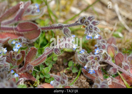Early Forget-me-not - Myosotis ramosissima  Braunton Burrows Sand Dunes Stock Photo