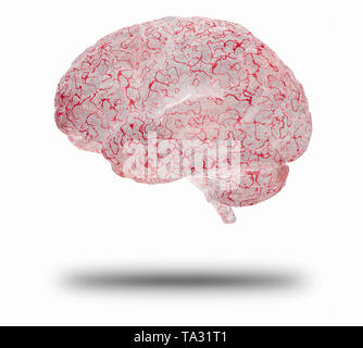 Human brain. 3D rendered model Stock Photo