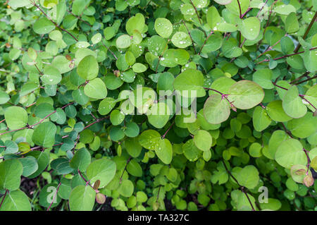 Handicraft plant with raindrops. Round green leaves. Stock Photo