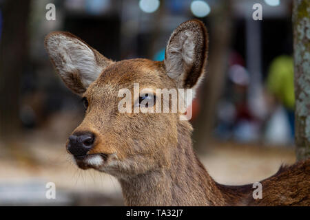Japanese Deer head close up Stock Photo