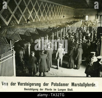 Potential buyers inspect the horses from imperial property in the Langer Stall (Long Barn) of the Marstall (Berlin Mitte) before an auction. Stock Photo