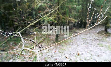 The beauty of winter forest with snow in details. Thin threads of a web and beautiful snowflakes Stock Photo