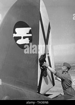 Photo of a legionary from the ground personnel of the Fliegertruppe (air force) of the Condor Legion, who is cleaning a vertical stabilizer of the fighter bomber Heinkel He 111 on an airfield in Spain, 1939. The aircraft belongs to the battle group 88. (Hull cockade: eagle performing nosedive with bomb). On display the Saint Andrew's Cross, the tail cockade of the Spanish air force. Stock Photo