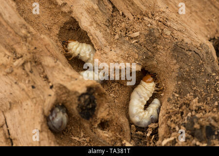 larvae under rottenwood