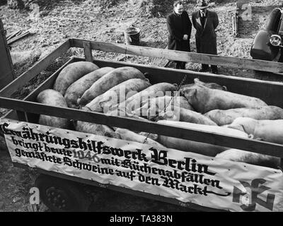 1100 pigs that were fattened by the Ernaehrungshilfswerk of the NS Volkswohlfahrt with kitchen waste in Berlin are delivered to the stockyard. Here pigs are loaded on trucks on a farm in Berlin-Britz. There is a banner attached to the truck with the lettering: 'Ernaehrungshilfswerk Berlin brings today 1046 pigs fed with kitchen waste to market'. Stock Photo