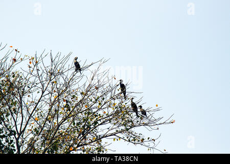 Indian birds. Little Cormorant (Phalacrocorax niger, Microcarbo niger) and Little Heron in the crown of a winter tree. Birds on wintering place Stock Photo