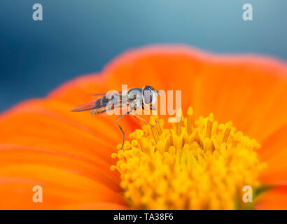 A Drone fly (Eristalis tenax) resting on a tithonia flower Stock Photo