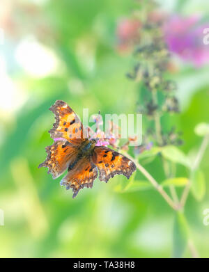 Close Up Of A Comma Butterfly On Thick Gorse. Bold Orange Wings, Green 