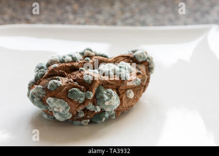 Diseased sweet potato tuber covered in pin mould fungal colonies, most likely Geotrichum candidum and penecilum, Penicillium camemberti, roqueforti Stock Photo