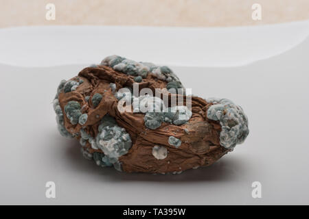 Diseased sweet potato tuber covered in pin mould fungal colonies, most likely Geotrichum candidum and penecilum, Penicillium camemberti, roqueforti Stock Photo