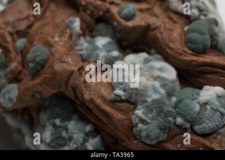 Diseased sweet potato tuber covered in pin mould fungal colonies, most likely Geotrichum candidum and penecilum, Penicillium camemberti, roqueforti Stock Photo