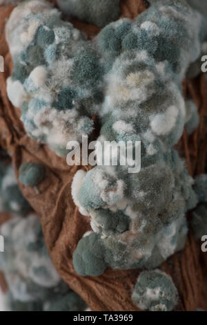 Diseased sweet potato tuber covered in pin mould fungal colonies, most likely Geotrichum candidum and penecilum, Penicillium camemberti, roqueforti Stock Photo