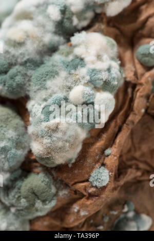 Diseased sweet potato tuber covered in pin mould fungal colonies, most likely Geotrichum candidum and penecilum, Penicillium camemberti, roqueforti Stock Photo