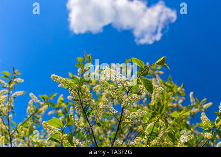 florescence of bird-cherry on blue sky with single cloud Stock Photo