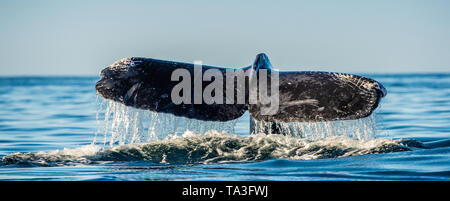 Tail fin of the mighty humpback whale above  surface of the ocean. Scientific name: Megaptera novaeangliae. Natural habitat. Pacific ocean, near the G Stock Photo