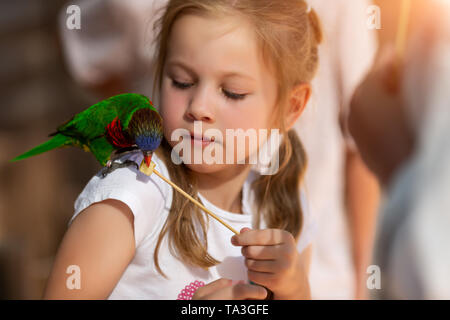 little girl feeds parrots at the Australian Zoo in Israel Stock Photo