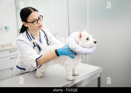 Vet taking care of cute white dog in veterinary clinics Stock Photo