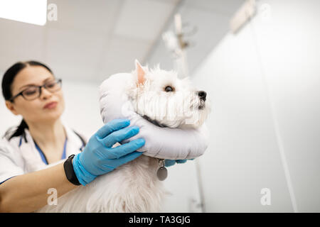 Veterinarian taking care of cute white dog in veterinary clinic Stock Photo
