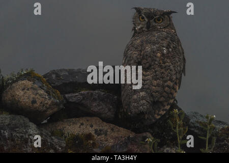 The lesser or Magellanic horned owl (Bubo magellanicus) which is sometimes regarded as a subspecies of great horned owl from the Peruvian Andes. Stock Photo