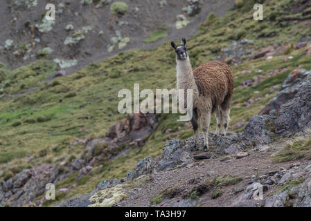 A domestic llama (Lama glama) from the puno of the high Andes in Southern Peru.  Their fur will be used to knit sweaters and hats. Stock Photo