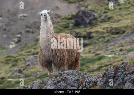 llama fur sweater