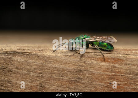 Cuckoo wasp or emerald wasp (Chrysididae) on the wooden board Stock Photo