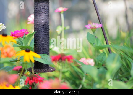 Thistle bird feeder in a flower garden Stock Photo