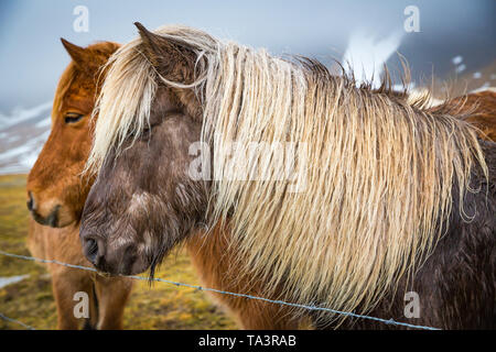 Blonde mane on dark brown Icelandic horse in Winter Stock Photo