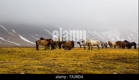 Herd of Icelandic horses run wild in the meadows in middle of winter Stock Photo