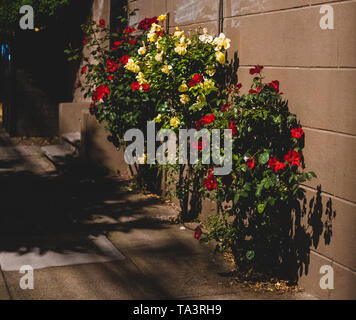 Night blooming red and yellow roses, Noe Valley, San Francisco, CA, USA Stock Photo