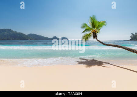 Paradise sunny beach with palm and turquoise Stock Photo