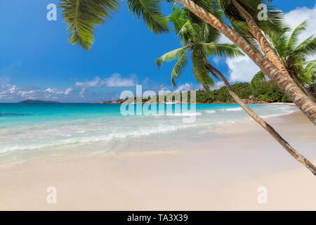 Coconut palms on sandy beach in tropical island.