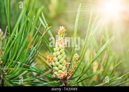Pinus sylvestris, male inflorescence. Pine male Conifer cone - small, yellow, collected in a large group, on the young shoots of pine. Stock Photo