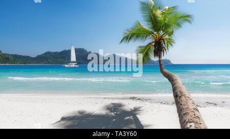 Coco palm over the beach and a sailing boat in the sea Stock Photo