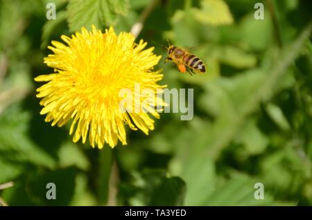 A bee with orange pollen depot on its legs busy with a yellow dandelion flower Stock Photo