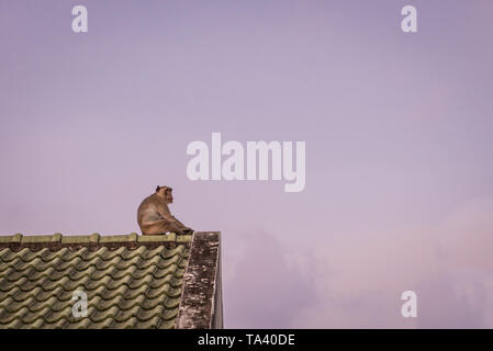 monkey sit  on the edge  of house roof with her baby during twilight sky time, lonely feel, copy space Stock Photo
