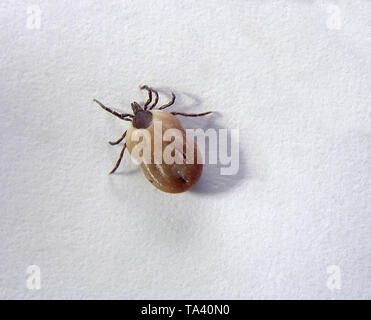 Close-up view (engorged) of Ixodes ricinus, the castor bean tick, European  hard-bodied tick Stock Photo