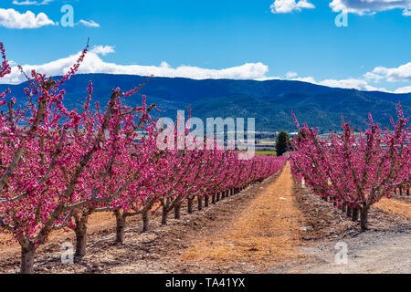 Orchards in bloom. A blossoming of fruit trees in Cieza, Murcia Spain Stock Photo