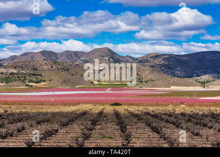 Orchards in bloom. A blossoming of fruit trees in Cieza, Murcia Spain Stock Photo