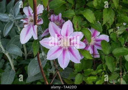 Close-up Nature photograph Several Colorful Variegated Deciduous Pink White Striped Clematis Bees Jubilee Flowers Vine Climbing Plant  Green Foliage Stock Photo
