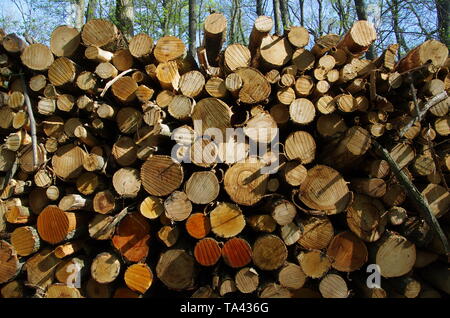 Storage of wood near Paris in France, Europe Stock Photo